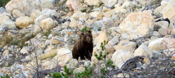 confine-l-orso-e-tornato-in-valgrande