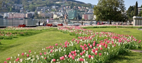 a-lugano-fioriscono-i-tulipani-per-la-vita