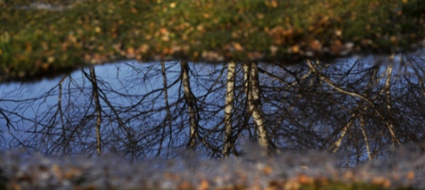 un-albero-per-ogni-bambino-anche-a-vacallo