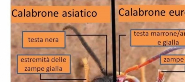 vespa-velutina-webinar-con-le-guardie-della-natura