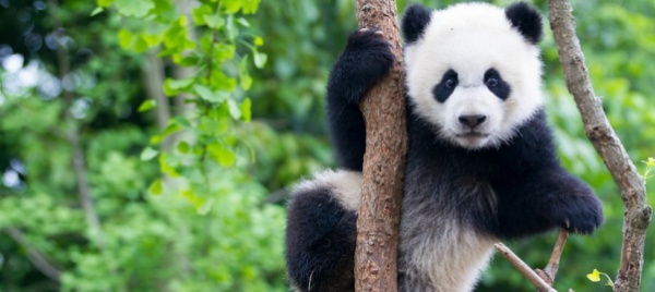 si-festeggiano-i-sessant-anni-discreti-del-wwf