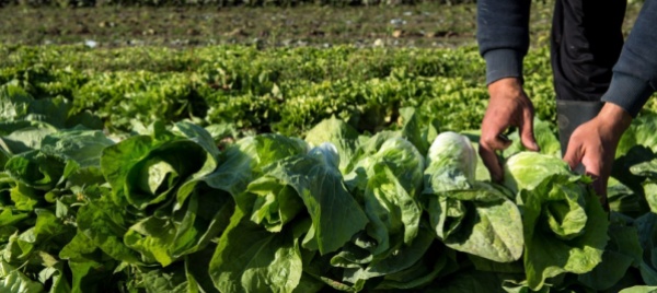 un-concorso-fotografico-per-avvicinarsi-all-agricoltura