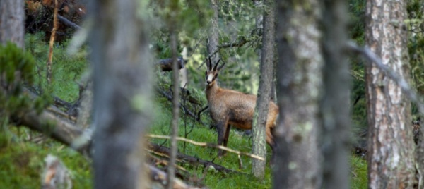 clima-che-cambia-gli-animali-delle-alpi-troppo-lenti-ad-adeguarsi