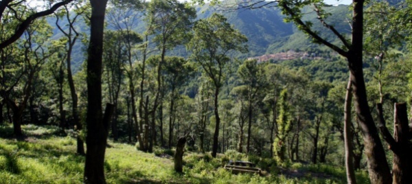 nel-bosco-per-imparare-sul-cammino-della-castagna