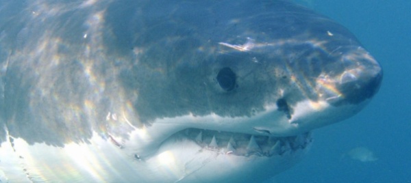australia-muore-un-surfista-morso-da-uno-squalo