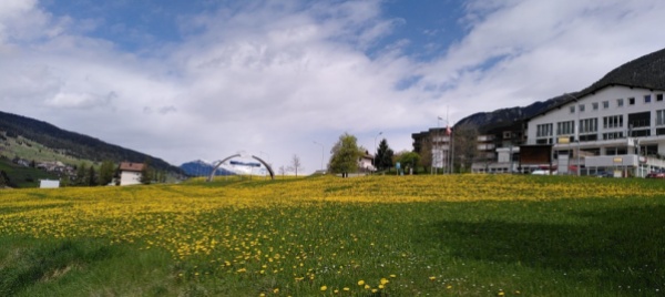 denti-di-leone-contro-fiori-di-campo