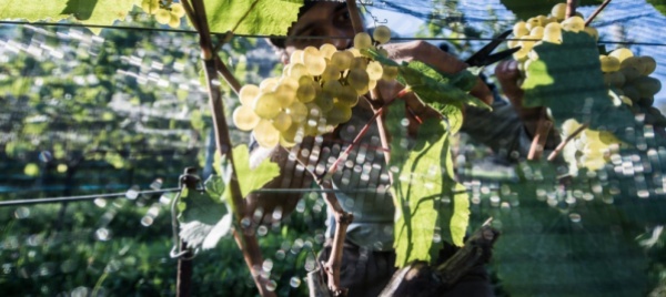 a-chiasso-lotta-alla-flavescenza-dorata-delle-viti