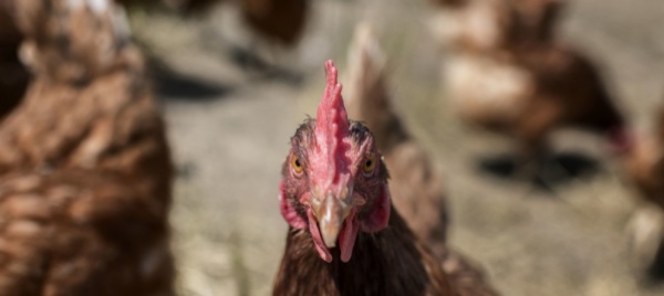 basilea-campagna-animalisti-occupano-allevamento-di-galline