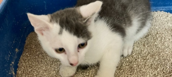 si-cerca-il-proprietario-di-un-gatto-trovato-a-claro