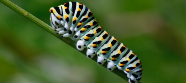l-importanza-della-biodiversita