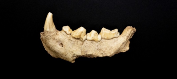 i-neanderthaliani-ottant-anni-dopo