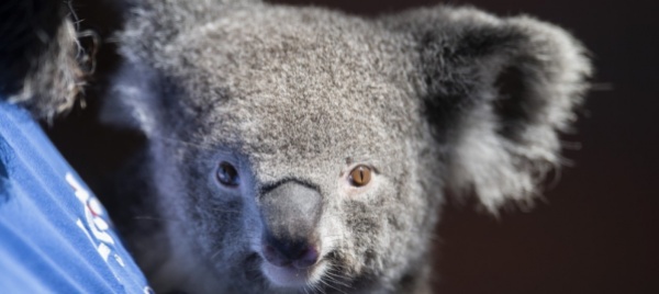 addio-a-pippa-terza-dei-koala-dello-zoo-di-zurigo