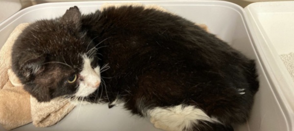 trovato-un-gatto-bianco-e-nero-a-ligornetto