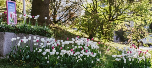 a-massagno-fioriscno-i-tulipani-per-la-vita