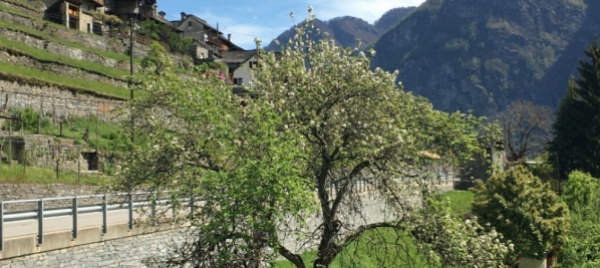 vallemaggia-l-albero-da-frutto-come-valore-aggiunto