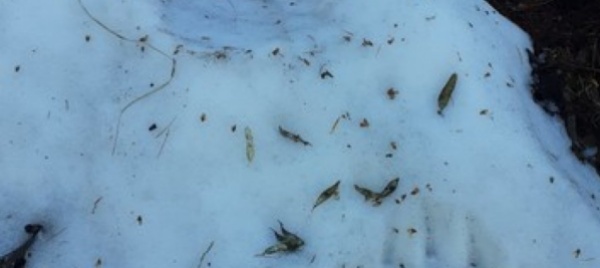 vigezzo-l-orso-lascia-tracce-sulla-neve