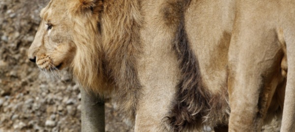 addio-a-radja-re-leone-dello-zoo-di-zurigo