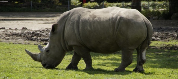 da-zurigo-a-torino-rami-il-rinoceronte-cambia-casa