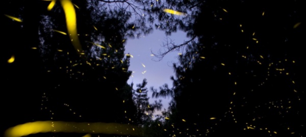 la-notte-aiuta-gli-alberi-a-crescere