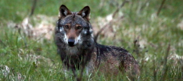 soglie-di-tolleranza-sara-piu-facile-abbattere-i-lupi