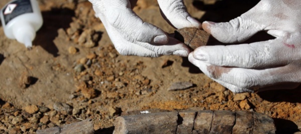 trovata-la-piu-piccola-traccia-di-un-dinosauro