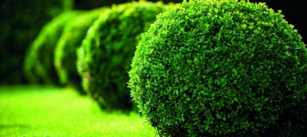 la-progettazione-di-un-giardino