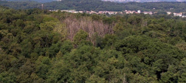 minusio-escursione-botanica-guidata