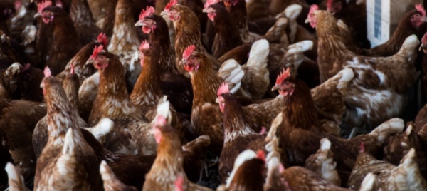 stop-alle-gabbie-di-allevamento-per-conigli-e-galline