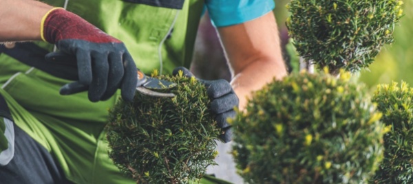fare-giardinaggio-fa-bene-alla-salute
