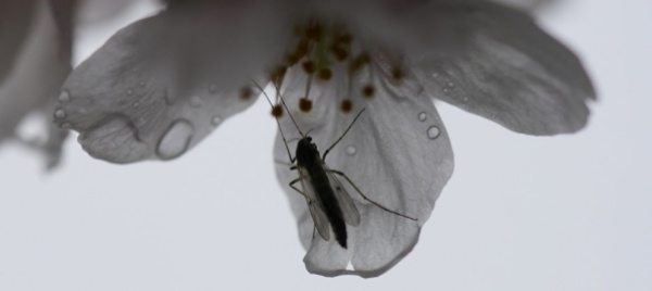 in-continuo-aumento-gli-infortuni-provocati-da-animali
