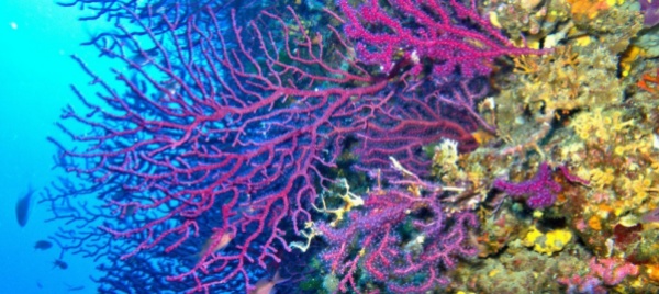 il-mediterraneo-sta-soffrendo