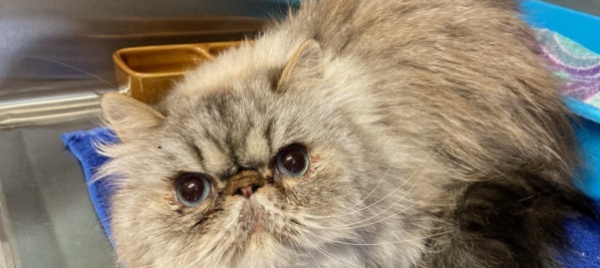non-dire-gatto-se-non-trova-il-padrone