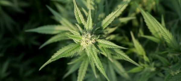 locarnesi-con-840-piantine-di-marijuana-tutte-da-verificare