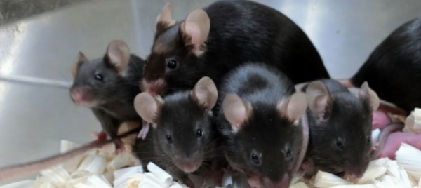 topolini-spaziali-per-preservare-gli-spermatozoi-umani