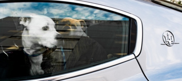 animali-in-viaggio-solo-se-la-destinazione-e-adatta-a-loro