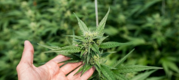 cannabis-due-terzi-degli-svizzeri-pro-legalizzazione