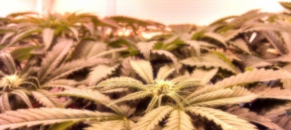 marijuana-in-coltura-di-canapa-legale-mille-piante-sequestrate