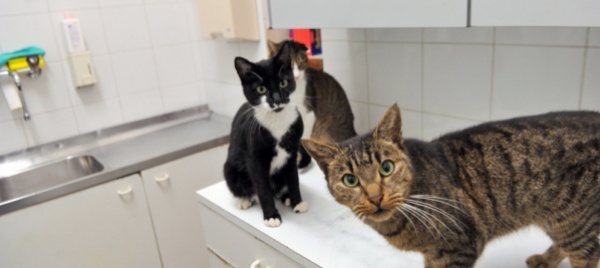 gli-umani-positivi-al-covid-possono-contagiare-cani-e-gatti