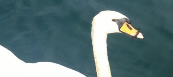 tenero-il-cigno-felice-ha-rischiato-di-morire-di-fame