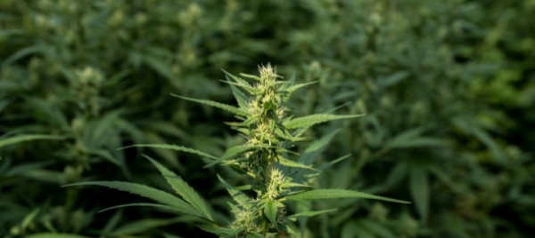 argovia-116-kg-di-marijuana-nel-rimorchio-dell-autobus