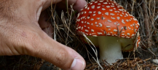 funghi-velenosi-attenzione-agli-esperti-online