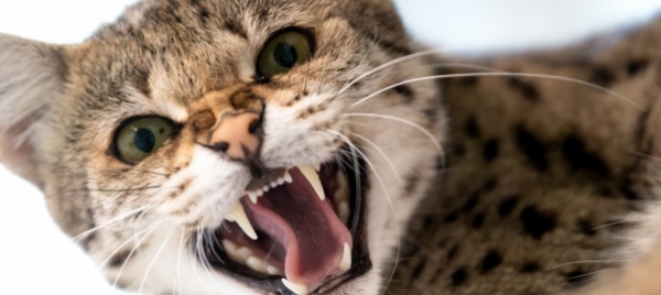cinque-anni-al-serial-killer-dei-gatti-di-brighton