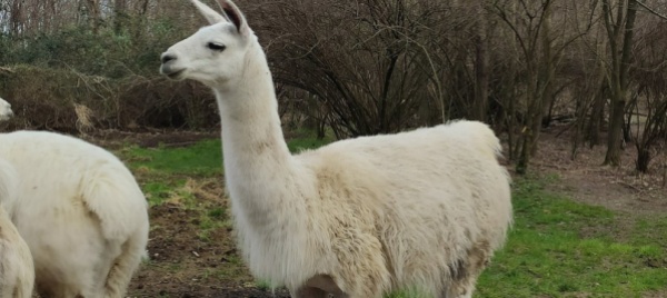 ucciso-da-un-lama-e-l-ipotesi-degli-inquirenti