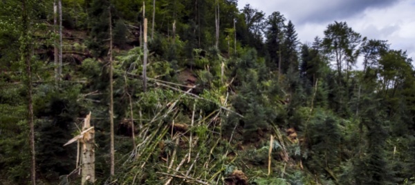 aumenta-in-svizzera-lo-sfruttamento-delle-foreste