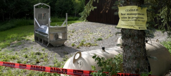 orso-grizzly-tira-donna-fuori-dalla-tenda-e-la-uccide