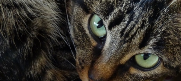 a-fine-giugno-uccise-gatto-con-arco-e-freccia-arrestato