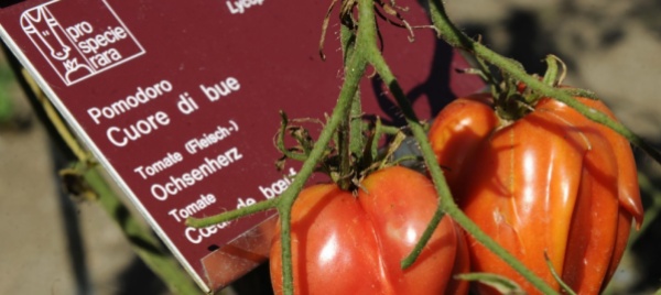 orti-aperti-presso-prospecierara