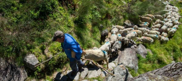 arriva-il-lupo-e-gli-alpeggi-si-svuotano-a-inizio-estate