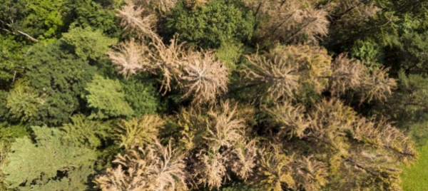 la-pioggia-dona-respiro-alle-foreste-del-giura