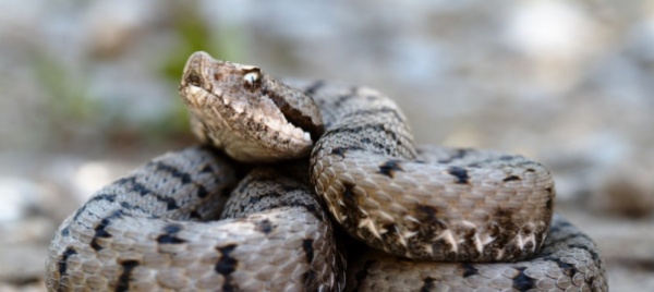 se-la-vipera-aspis-la-conosci-e-meglio